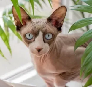 O Sphynx é um gato sem pelo que aparenta ser gélido e sério, mas será que ele é assim mesmo?