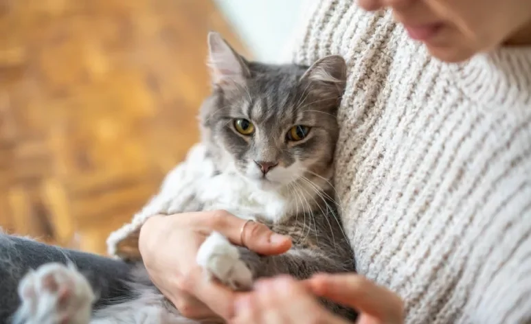 Conheça quais são as raças de gato mais ciumentas que existem