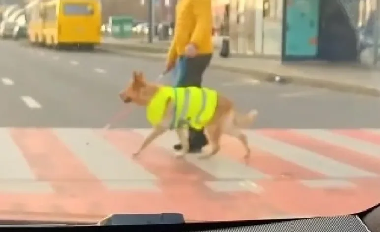 Cão-guia ajuda tutor cego a atravessar em segurança 