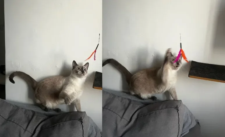 Saiba qual é o brinquedo de gato que promete deixar os felinos enlouquecidos 