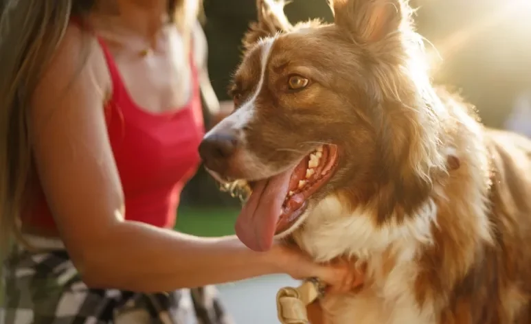 O comportamento canino pode revelar muito mais sobre o seu amigo de quatro patas do que você imagina