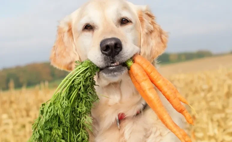 Frutas, verduras e legumes para cachorro podem ser grandes aliados da alimentação canina