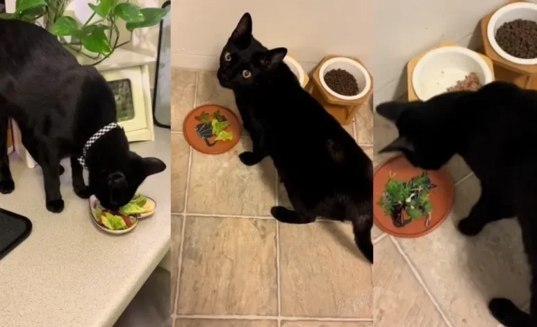 Conheça Shaggy, o gato ‘fitness’ que não recusa uma saladinha (Crédito: Instagram/ @the_shags2021)