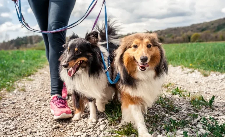 Passear com cachorro proporciona muitos benefícios para a saúde animal 
