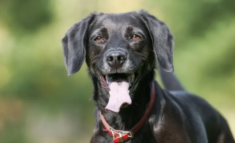 O cachorro preto carrega a fama de ser agressivo, mas são cães amorosos, leais e divertidos 