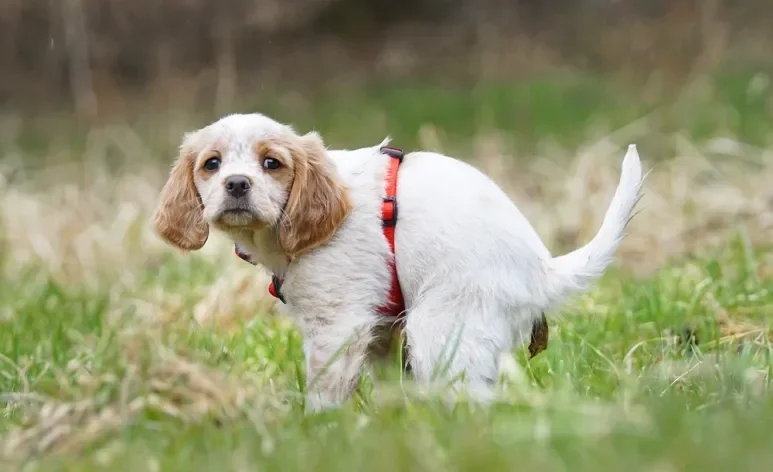 O cachorro com diarreia pode ficar com as fezes líquidas por vários motivos