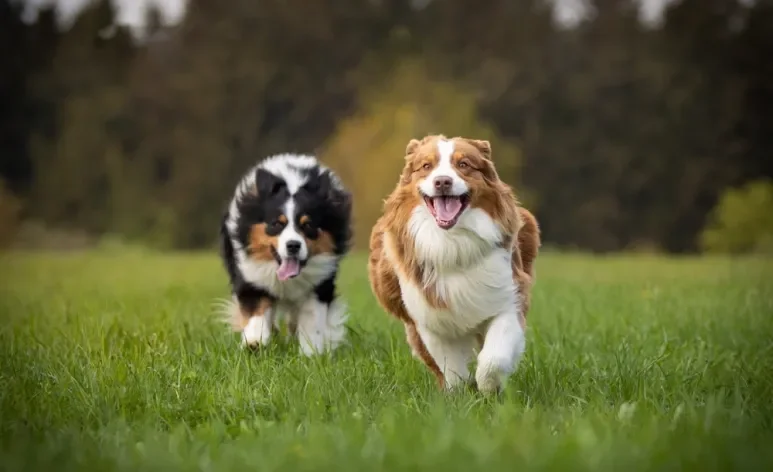 A velocidade de um cachorro pode ser realmente impressionante!