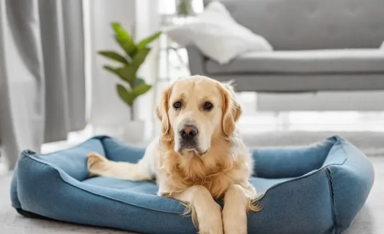 As opções de cachorro para apartamento incluem cães de porte grande e pequeno