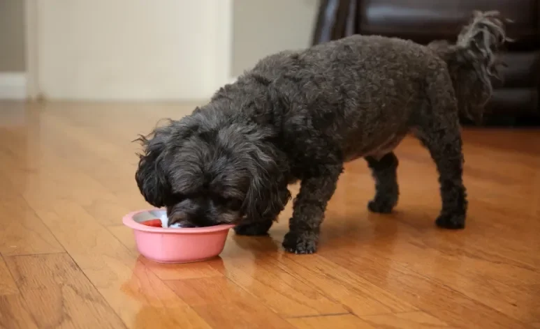Será que o cachorro pode comer feijão? Quais os cuidados? Descubra a seguir