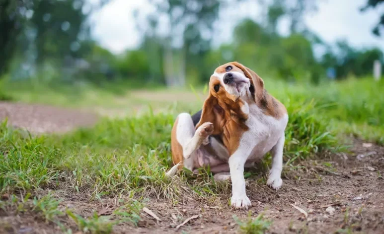 A doença do carrapato em cachorro provoca uma série de sintomas, como coceira, febre e vômitos