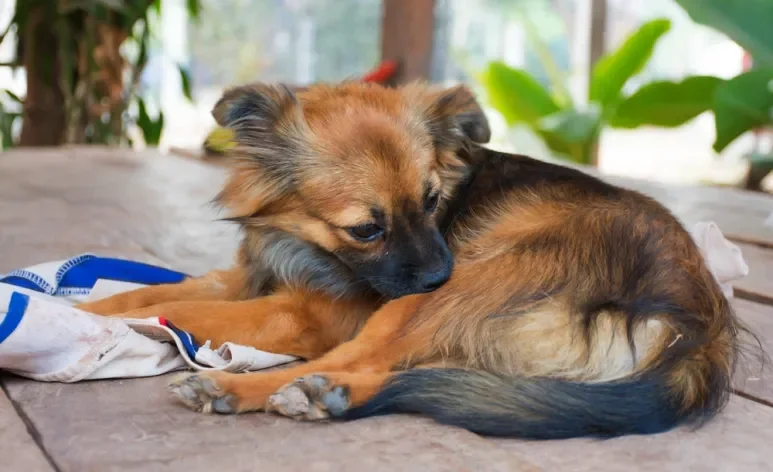 A doença do carrapato em cachorro pode ser provocada por diferentes vetores, mas tem sintomas semelhantes