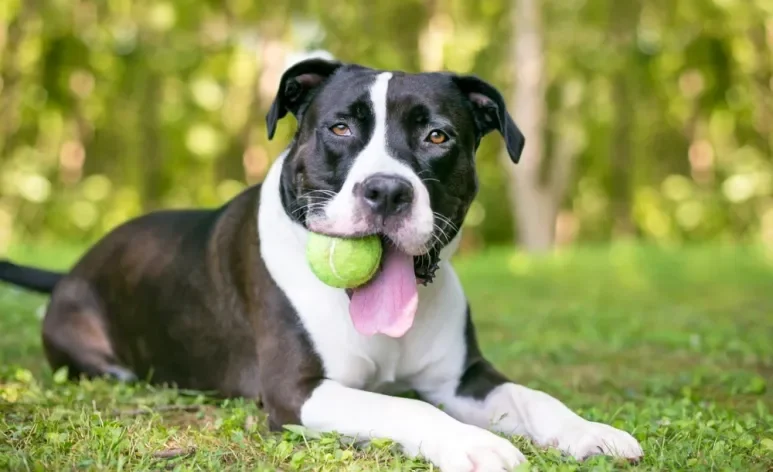 O motivo por que os cães adoram bolas de tênis tem a ver com os estímulos que o brinquedo proporciona