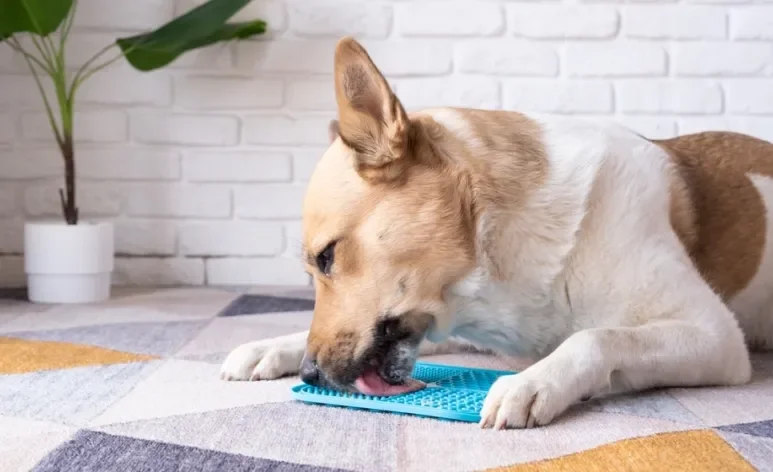 O tapete de lamber traz vários benefícios para a saúde mental e física dos animais