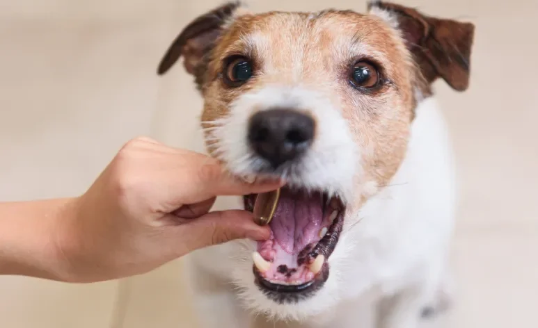 O probiótico para cachorro é cheio de benefícios para a saúde do pet