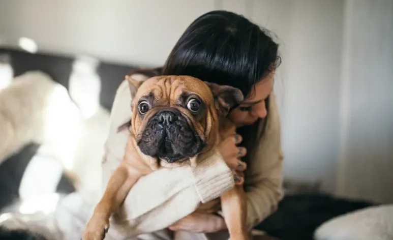 Confira as melhores raças de cachorro para quem mora sozinho