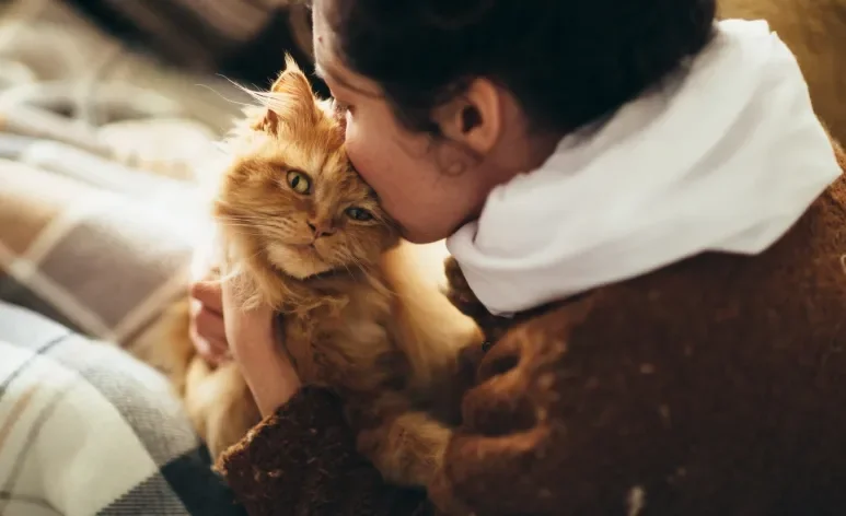 Conheça as melhores raças de gato para tutores sem tempo