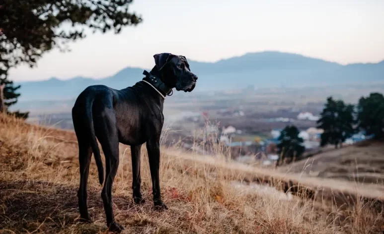 O Dogue Alemão é um cachorro gigante considerado o maior do mundo