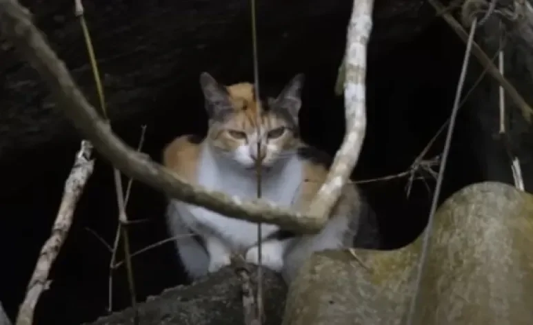 A Ilha dos gatos é rondada de mistérios, mas revela uma triste realidade de abandono (Créditos: Youtube/Canal On)