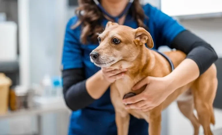 Adotar um cachorro significa que você deve ir a uma consulta veterinária em breve!