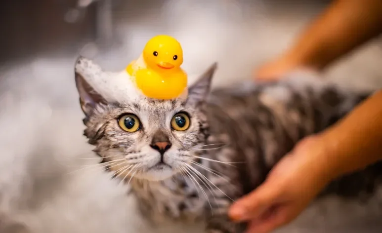 Dar banho em gato só é indicado em situações bastante específicas e por isso desperta muitas dúvidas