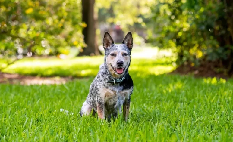 O Blue Heeler é uma das cores possíveis do Boiadeiro-australiano