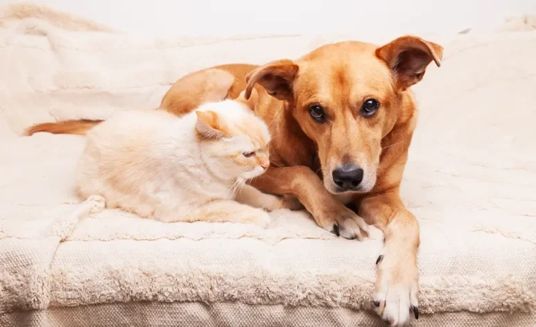 Gato e cachorro com câncer terminal precisam de cuidados paliativos para maior conforto