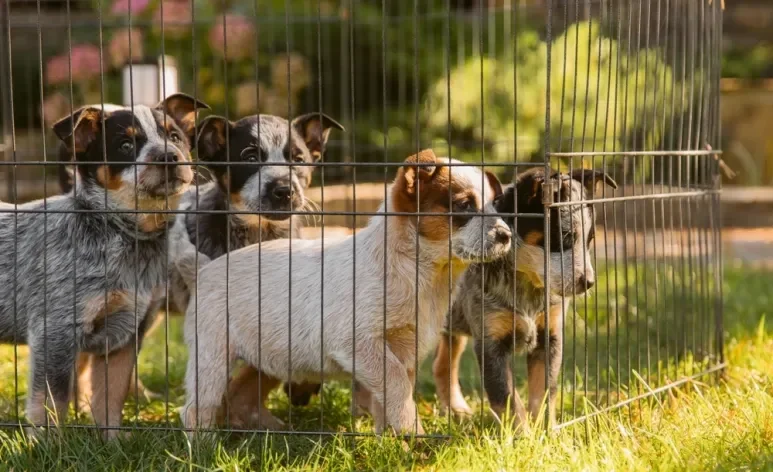 Veja os cuidados que você deve tomar antes de comprar um cachorro de raça em qualquer lugar