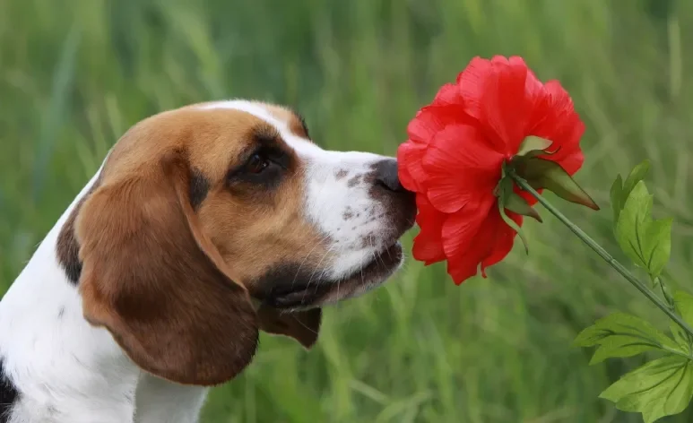 Confira quais são as flores que deixam o cachorro intoxicado 