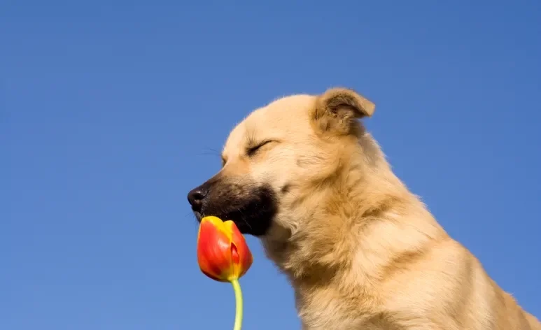 Confira quais são as flores que deixam o cachorro intoxicado 