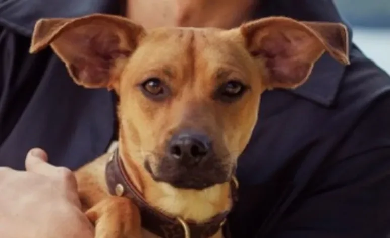 O cachorro caramelo faz tanto sucesso que ganhou até filme (Créditos: Divulgação)