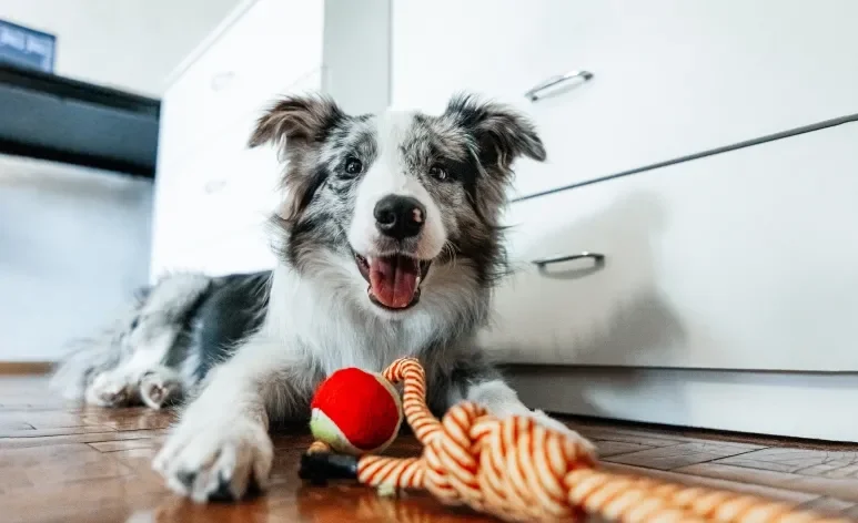 Fazer um cachorro feliz não é difícil, e pode ser alcançado com atitudes simples