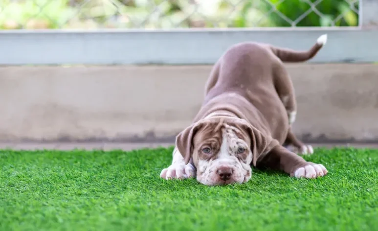 O cachorro filhote está na fase perfeita para aprender algumas coisas importantes