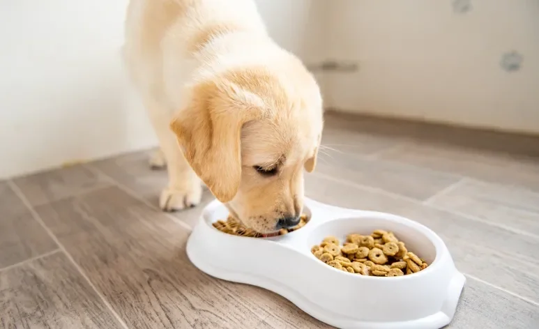 O cachorro filhote precisa de cuidados redobrados com a alimentação