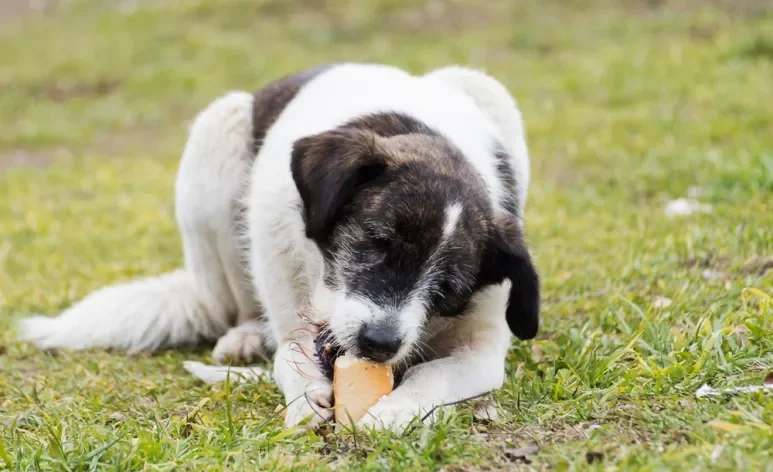 Achar que cachorro pode comer pão pode ser um grande erro