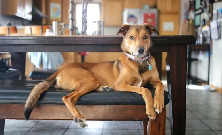 Alguns cachorros para apartamento podem te surpreender