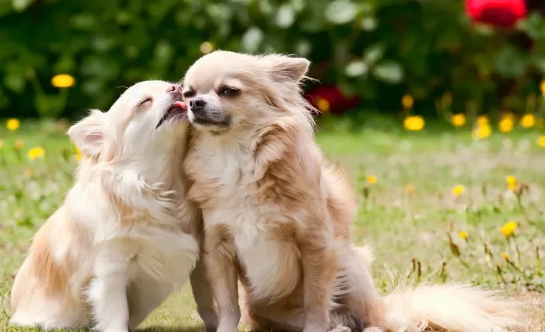 O cio de cachorro é um momento de muitas mudanças na vida do pet