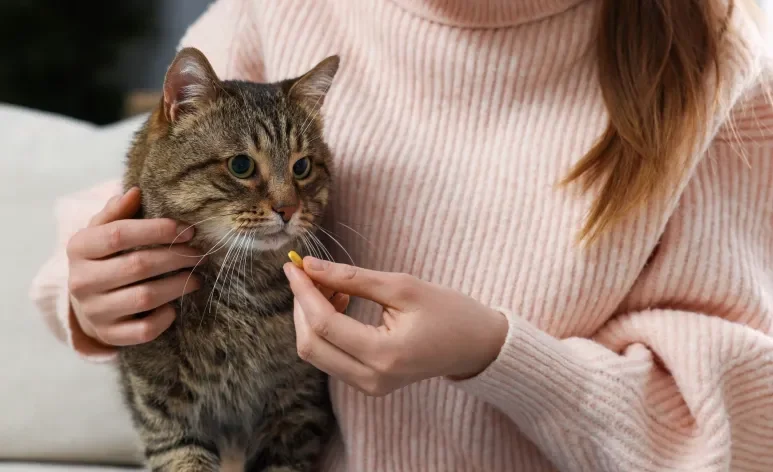 Como dar remédio para gato do jeito certo exige atenção, é bom seguir algumas dicas