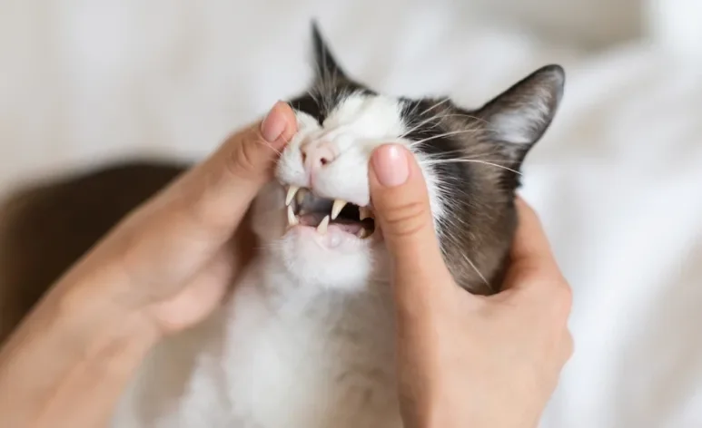 O dente de gato não deveria cair quando ele fica mais velho