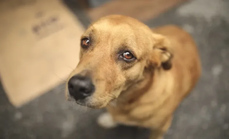 Algumas doenças de cachorro são super perigosas