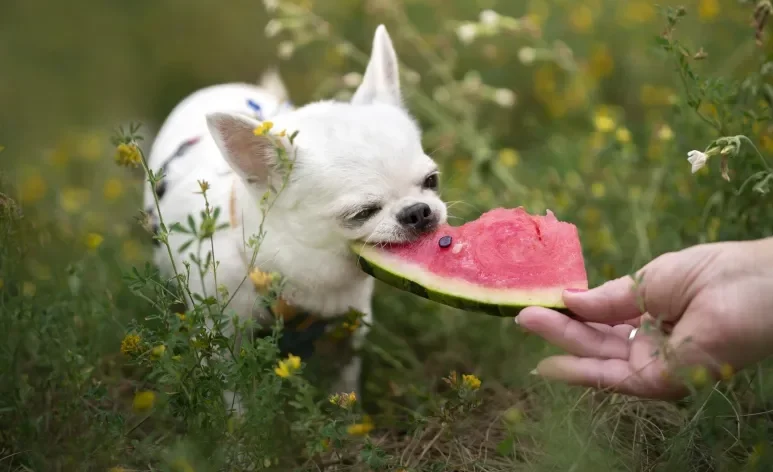 Saber quais frutas para cachorro são liberadas ou não pode salvar a vida do seu pet