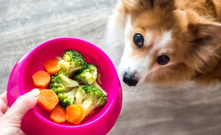 Alguns legumes para cachorro podem ser super benéficos para a saúde canina