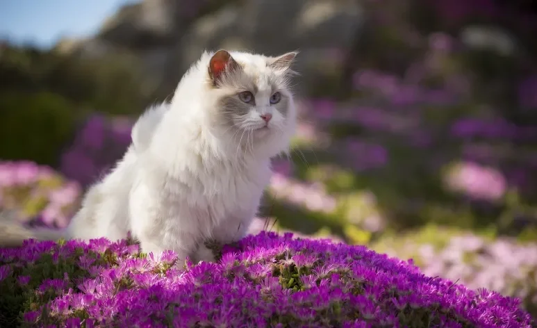 Existem plantas tóxicas para gatos que podem até ser fatais