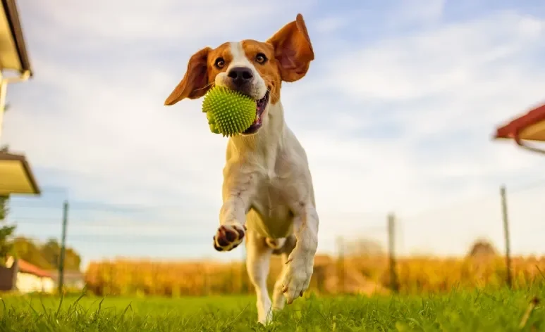 Algumas raças de cachorro são campeãs em fugir do adestramento