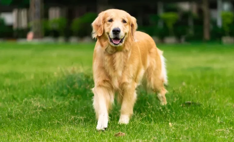 Um cachorro inteligente tem diferentes habilidades