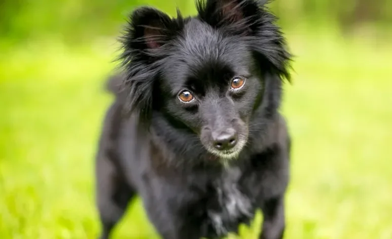 Algumas raças de cachorro têm maior longevidade do que outras