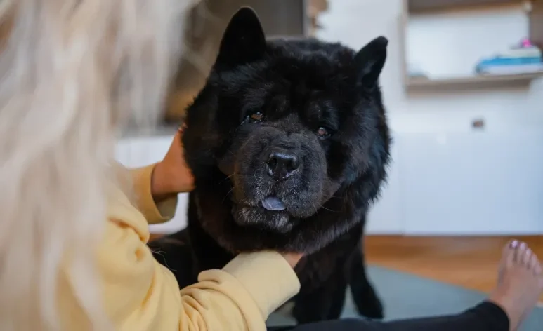 Algumas raças de cachorro preferem evitar o contato humano