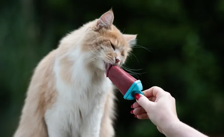 Veja como preparar um picolé com sachê para gatos