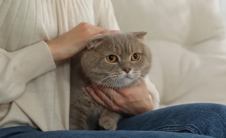 Confira quais são as raças de gato mais carinhosas