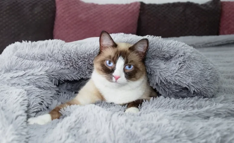 O Snowshoe é um gato que vai te conquistar com a personalidade e beleza dele