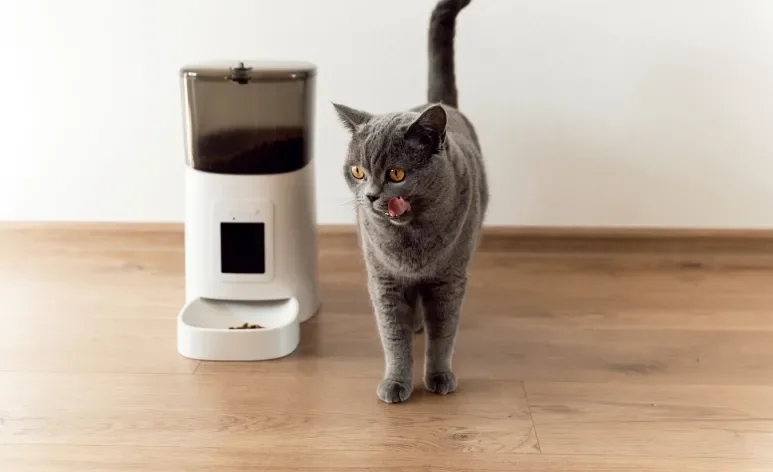 O comedouro automático para gatos é a melhor solução para o seu pet?